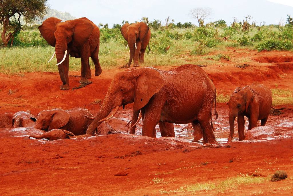 Red elephants of Tsavo East National Park