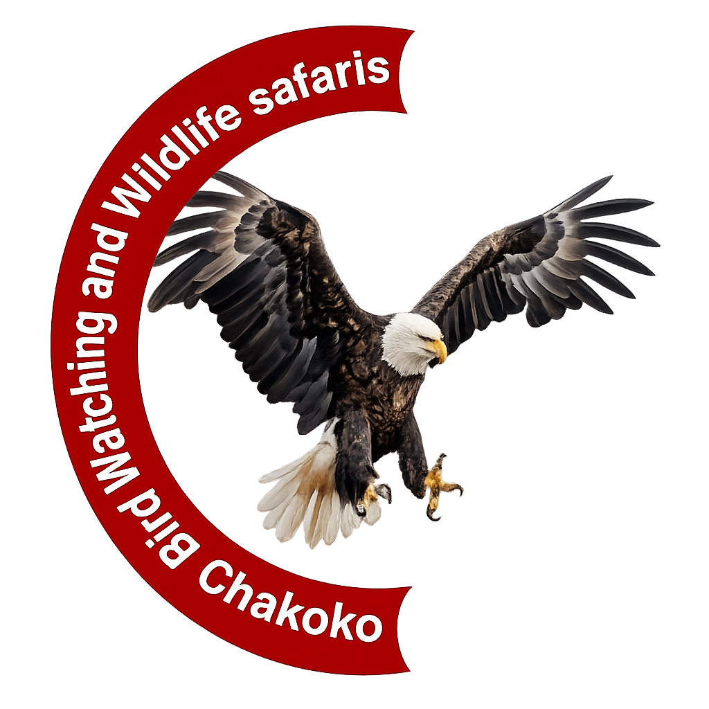Chalkoko Birding & Wildlife Safaris